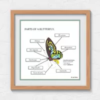Vista previa - Decoración del aula - PARTS OF A BUTTERFLY - POSTER 1 / INGLÉS. - Portada