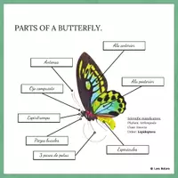 Vista previa - Decoración del aula - PARTS OF A BUTTERFLY - POSTER 1 / INGLÉS. - página 1