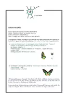 Vista previa - Decoración del aula - PARTS OF A BUTTERFLY - POSTER 1 / INGLÉS. - página 2