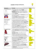 Vorschau - Prüfungsvorbereitung - Bio-Lernzettel: Organe des Menschen - Deckblatt