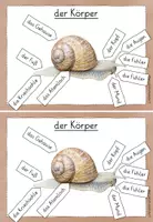 Vorschau - Unterrichtsreihen - dreifach differenzierte Lesekartei Schnecke Klasse 1-2 - Seite 3