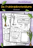 Vorschau - Arbeitsblätter - Steckbrief Frühlingsknotenblume - Frühblüher - Deckblatt