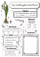 Vorschau - Arbeitsblätter - Steckbrief Frühlingsknotenblume - Frühblüher - Seite 1