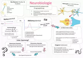Vorschau - Unterrichtsreihen - NEUROBIOLOGIE: Kluges Merkblatt & Advance Organizer - Deckblatt