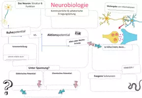 Vorschau - Unterrichtsreihen - NEUROBIOLOGIE: Kluges Merkblatt & Advance Organizer - Seite 1