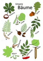 Vorschau - Spiele - Ökosystem Wald - Legepuzzle (unsere Bäume und Spuren im Wald) | Biologie Klasse 7/8 - Seite 1