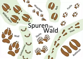 Vorschau - Spiele - Ökosystem Wald - Legepuzzle (unsere Bäume und Spuren im Wald) | Biologie Klasse 7/8 - Seite 2