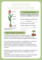 Vorschau - Arbeitsblätter - Materialpaket Pflanzen - Seite 2