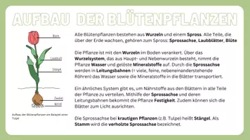 Vorschau - Präsentationen/Tafelbilder - Wissenskartei Pflanzen - das musst du wissen! - Seite 1