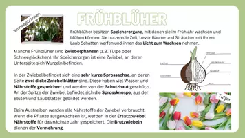 Vorschau - Präsentationen/Tafelbilder - Wissenskartei Pflanzen - das musst du wissen! - Seite 2