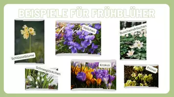 Vorschau - Präsentationen/Tafelbilder - Wissenskartei Pflanzen - das musst du wissen! - Seite 3