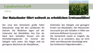 Vorschau - Präsentationen/Tafelbilder - Bt-Mais - Gentechnik (Unterrichtseinstieg) - Seite 2