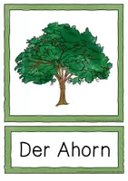Vorschau - Stundenentwürfe - Laubbäume (Bäume) - Klasse 3 und 4 - Seite 3