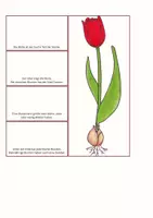Vorschau - Mal- und Bastelvorlagen - Frühlings-Lapbook "Blumen" für Anfänger - Seite 1