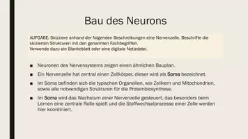 Vorschau - Präsentationen/Tafelbilder - Neurone und Gliazellen. Präsentationen mit digitalen Links - Seite 2