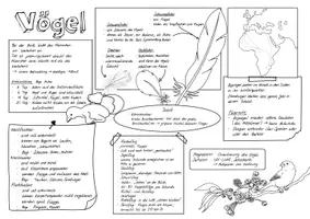 Vorschau - Arbeitsblätter - Sketchnote Vögel - Seite 2