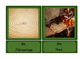 Vorschau - Spiele - Laub- und Nadelbäume Tafelmaterial - Seite 2