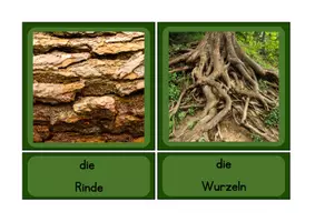 Vorschau - Spiele - Laub- und Nadelbäume Tafelmaterial - Seite 3
