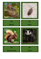 Vorschau - Bildkarten - Tafelmaterial Zuordnungskarten - Tiere am, im und um dem Baum - Seite 1