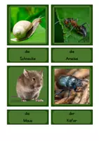 Vorschau - Bildkarten - Tafelmaterial Zuordnungskarten - Tiere am, im und um dem Baum - Seite 2