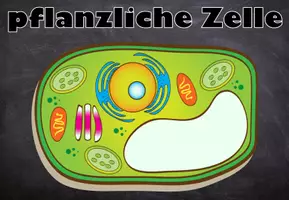 Vorschau - Poster - Tafelbild I Zelle I pflanzliche Zelle I Pflanzenzelle I digital - Seite 2