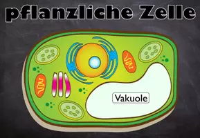 Vorschau - Poster - Tafelbild I Zelle I pflanzliche Zelle I Pflanzenzelle I digital - Seite 3