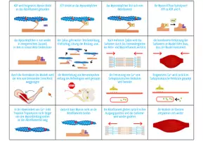 Vorschau - Spiele - Muskelkontraktion - Sortieraktivität (Abitur) - Seite 3