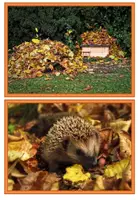 Vorschau - Präsentationen/Tafelbilder - Igel - Bildkarten & Fotos für die Themenwand - Seite 2