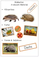 Vorschau - Poster - Der Igel - Bildkarten - Igeljahr, Feinde, Nahrung, Lebensraum - Seite 2