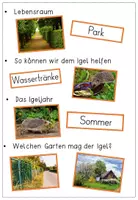 Vorschau - Poster - Der Igel - Bildkarten - Igeljahr, Feinde, Nahrung, Lebensraum - Seite 3