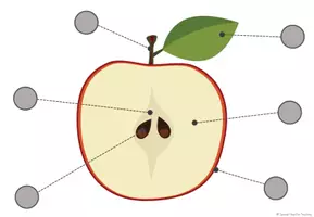 Vorschau - Fördermaterial/Inklusion - Klettaufgaben & Klammerkarten: Teile des Apfels - Seite 3