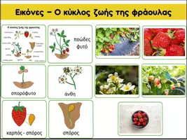 Προεπισκόπηση - Φύλλα εργασίας - Ο κύκλος ζωής της φράουλας - Εξώφυλλο