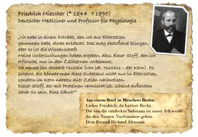 Vorschau - Arbeitsblätter - Genetik: Struktur der DNA (Puzzle, historische Forschung) - Seite 3