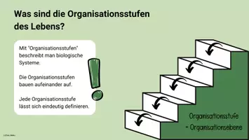 Vorschau - Arbeitsblätter - Organisationsstufen des Lebens + Zelltheorie - Seite 3