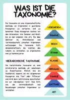 Vorschau - Mal- und Bastelvorlagen - Einführung in die hierarchische Taxonomie - Seite 1