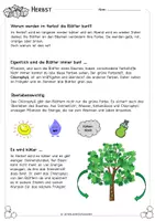 Vorschau - Arbeitsblätter - Herbstblätter: Warum werden sie bunt? | Klasse 3–4 - Seite 2