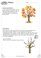 Vorschau - Arbeitsblätter - Herbstblätter: Warum werden sie bunt? | Klasse 3–4 - Seite 3