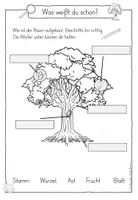 Vorschau - Unterrichtsreihen - Heimische Bäume Bäume des Waldes - Forscherheft Nadelbäume / Laubbäume - Seite 3