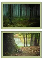Vorschau - Poster - Bildkartei Fotokartei Bäume Wald - Seite 2