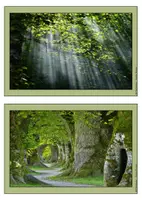 Vorschau - Poster - Bildkartei Fotokartei Bäume Wald - Seite 3
