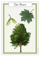 Vorschau - Poster - Infokarten Wissenskarten / Poster Bäume - Seite 2