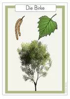Vorschau - Poster - Infokarten Wissenskarten / Poster Bäume - Seite 3