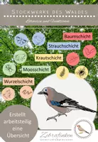 Vorschau - Arbeitsblätter - Die Stockwerke des Waldes - arbeitsteilig eine Übersicht erstellen - Deckblatt