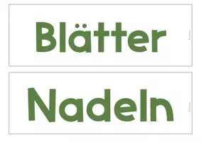 Vorschau - Arbeitsblätter - Bestandteile und Funktionen eines Baumes - Seite 2