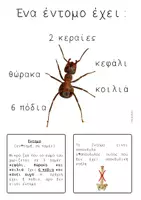 Προεπισκόπηση - Παρουσιάσεις - Έντομα - Εξώφυλλο