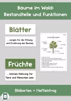 Vorschau - Arbeitsblätter - Bestandteile und Funktionen eines Baumes - Deckblatt