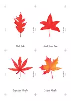 Vista previa - Juegos / Gamificación - AUTUMNAL LEAVES . TARJETAS MONTESSORI / INGLÉS. - página 1
