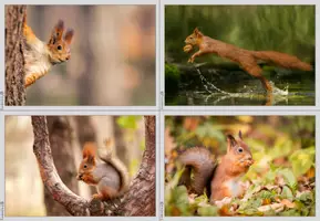 Vorschau - Bildkarten - Fotosammlung - Eichhörnchen - Bilder - Seite 3
