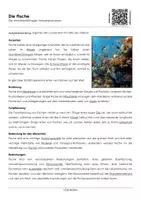 Vorschau - Arbeitsblätter - Die Fische - Arbeitsblatt mit Erklärvideo - Seite 1