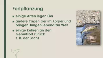 Vorschau - Präsentationen/Tafelbilder - Die Fische (Präsentation und H5P) - Seite 3
